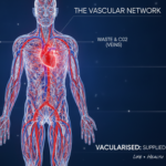 meaning of vascularised
